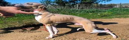 Pequeño Lebrel Italiano perros en venta: Piccolo italiano  - Anuncio 5