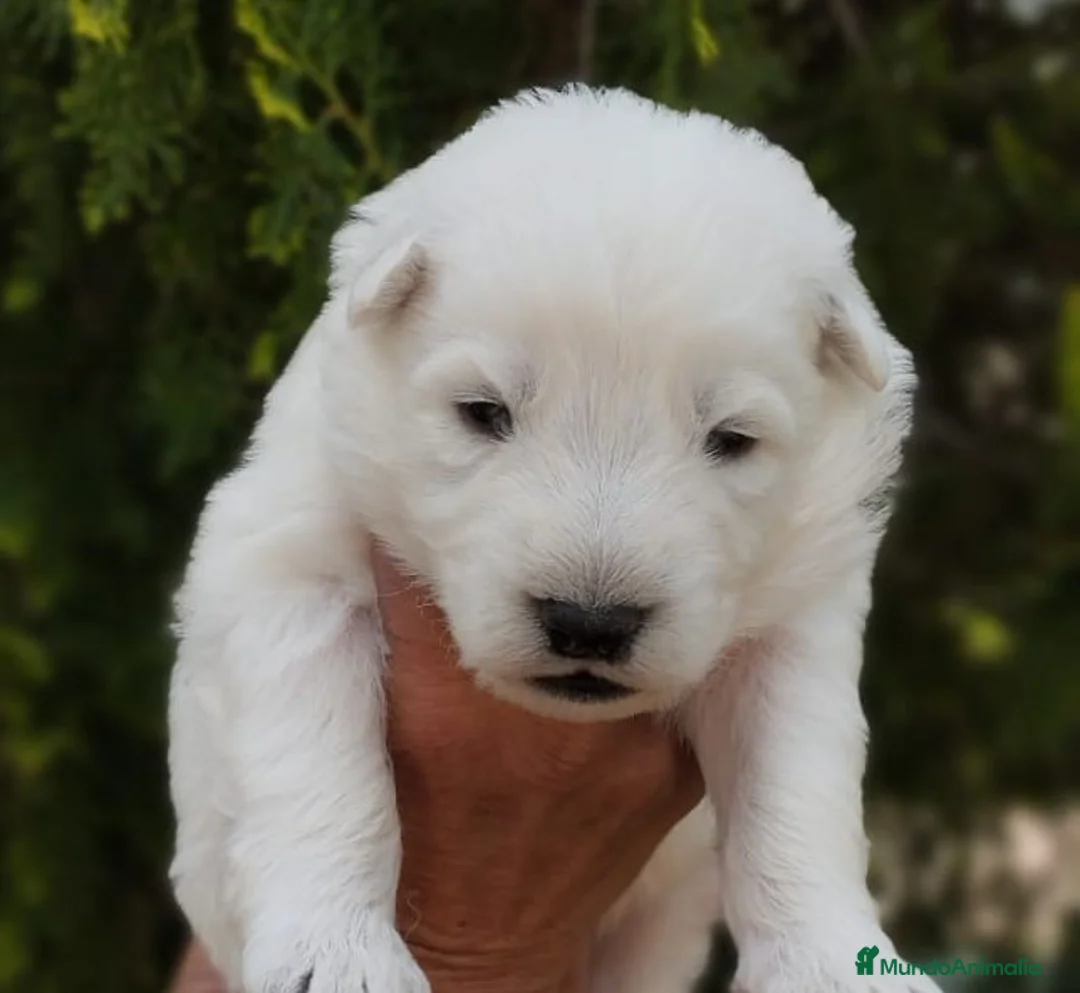 Pastor Blanco Suizo perros en venta: CADELLS DE PASTOR BLANC SUIS - Anuncio 6