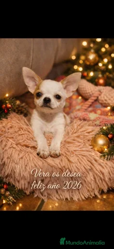 Imagen de galería {{count}}