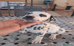 Dálmata perros en venta: Dalmatas - Imagen 5