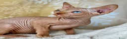Sphynx gatos en venta: Sphynx calidad  - Anuncio 5
