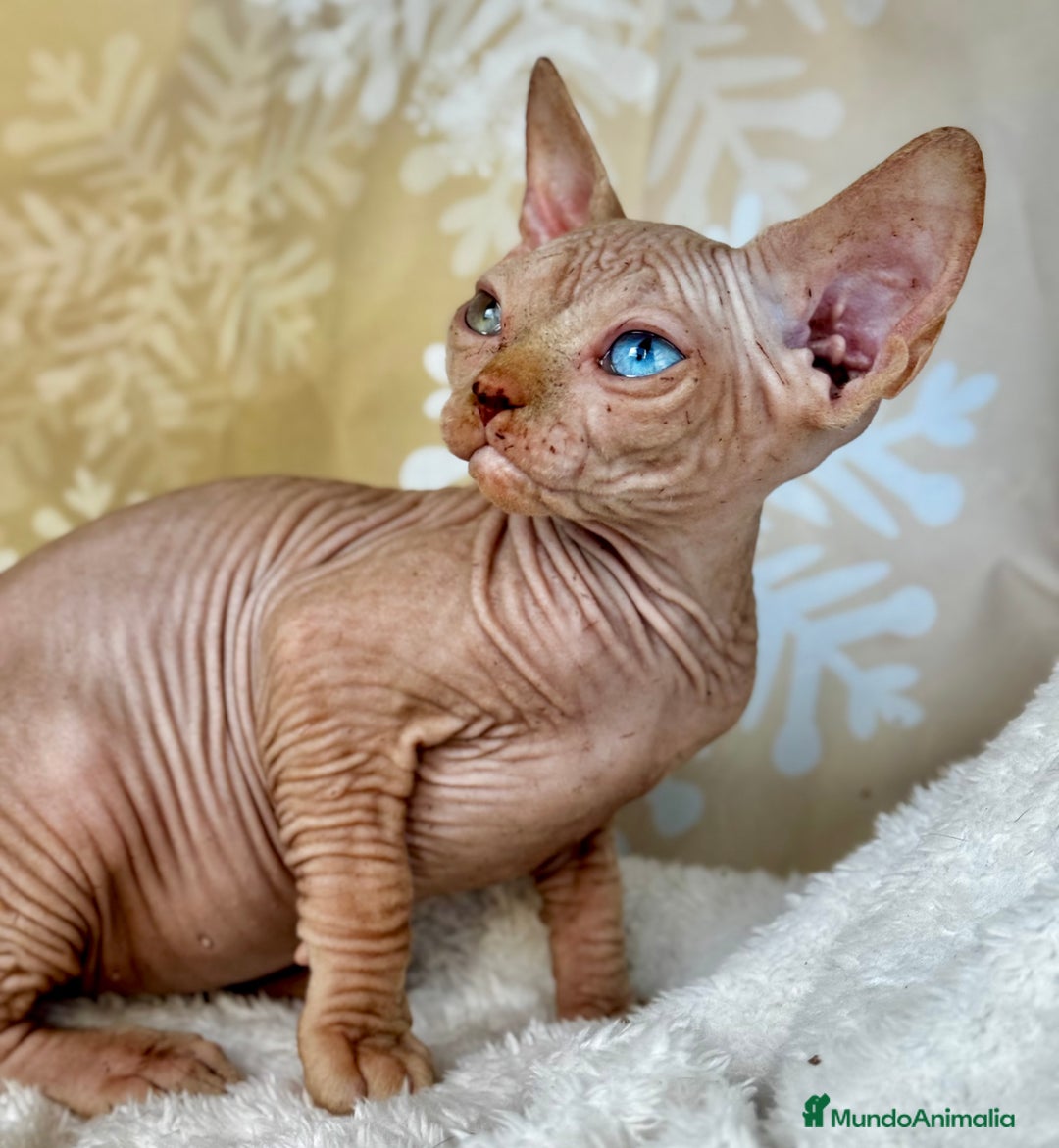 Sphynx gatos en venta: Sphynx calidad  - Anuncio 5