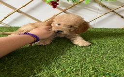 Caniche Enano perros en venta: CANICHE ENANO - Imagen 1