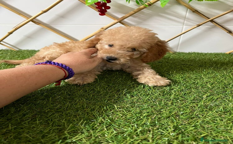 Caniche Enano perros - Anuncio 1