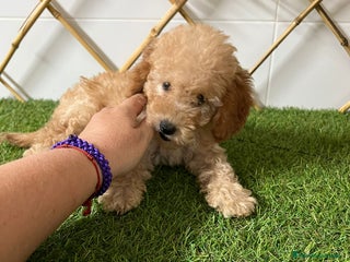 Caniche Enano perros - Anuncio 8