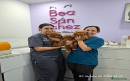 Caniche Toy perros en venta: Cachorros de caniche  - Imagen 7
