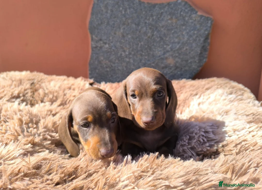 Teckel Miniatura perros en venta: TECKEL MINIATURA EN CANARIAS  - Anuncio 1