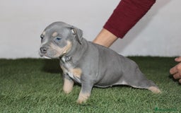 American Pit Bull Terrier perros en venta: American pitbull terrier criados en casa - Imagen 6