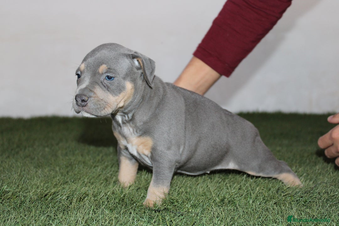 American Pit Bull Terrier perros en venta: American pitbull terrier criados en casa - Imagen 6