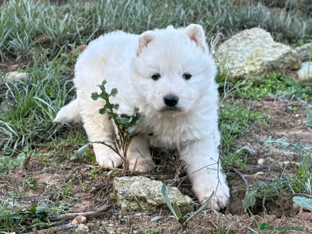 Pastor Blanco Suizo perros en venta: Precioso pastor suizo con super pedigree 🐾🐾 - Anuncio 2
