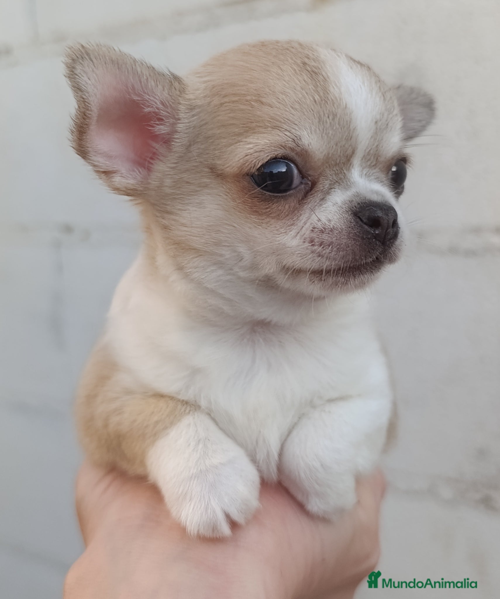 Chihuahua perros Chihuahua - Anuncio 1