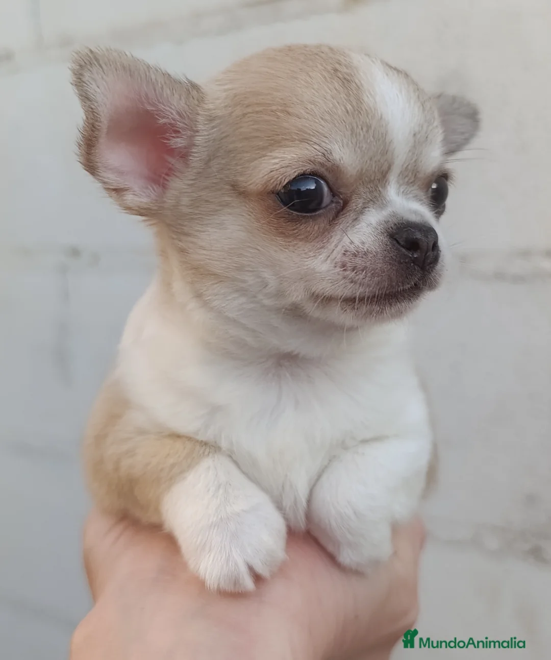 Chihuahua perros en venta: Chihuahua - Anuncio 1