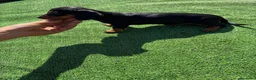 Teckel perros en venta: Teckel Kannichen de Calidad  - Anuncio 7