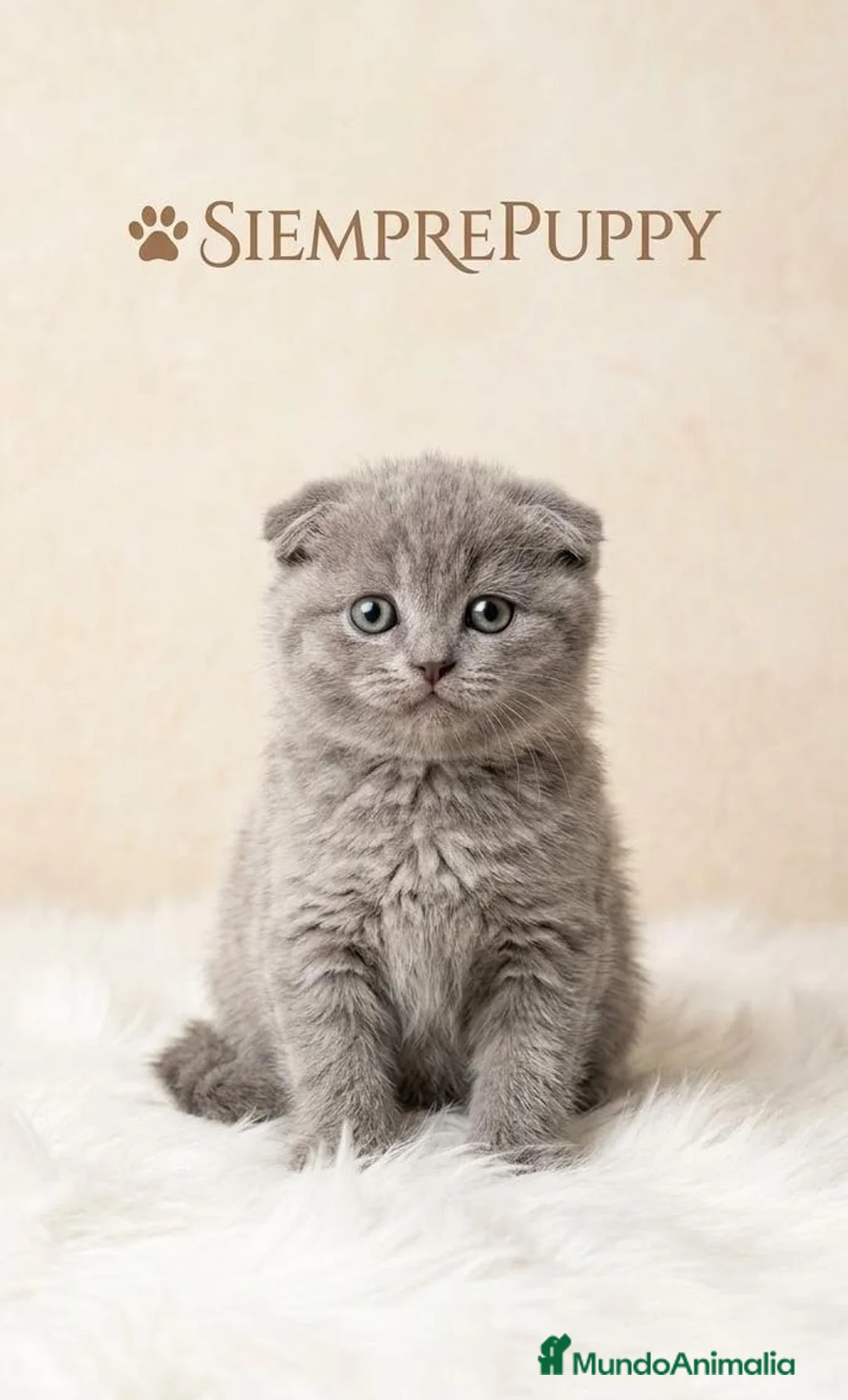 Scottish Fold gatos en venta: SCOTISH FOLD - Anuncio 1