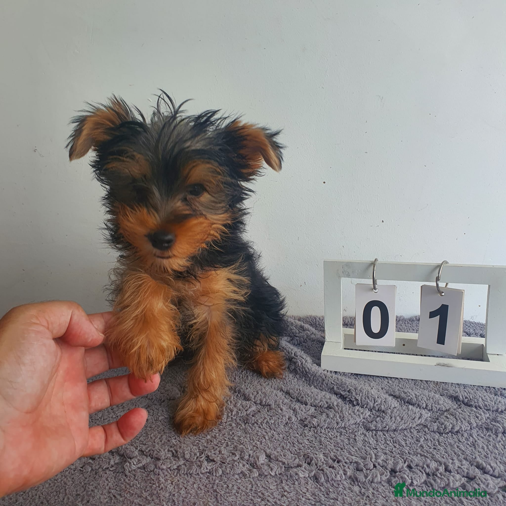 Yorkshire Terrier perros Yorkshire mini - Anuncio 3