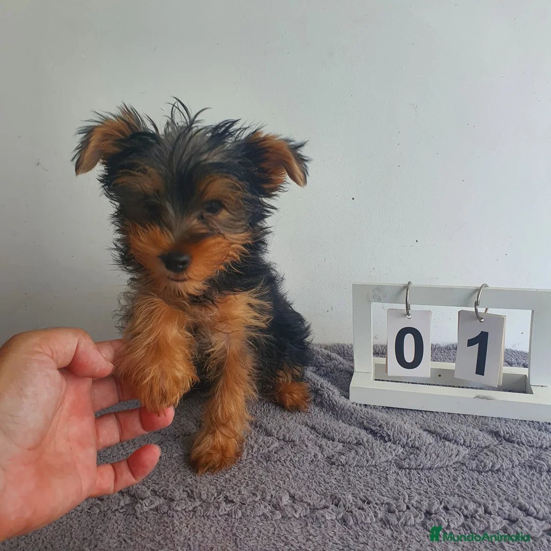 Yorkshire Terrier perros en venta: Yorkshire mini - Anuncio 1