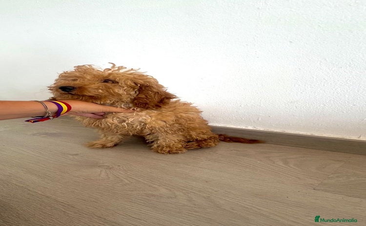 Caniche Toy perros - Propaganda 8