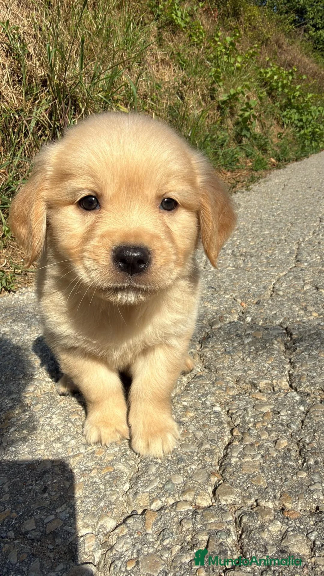 Golden Retriever perros en venta: Golden Retriever en Cataluña - Anuncio 2