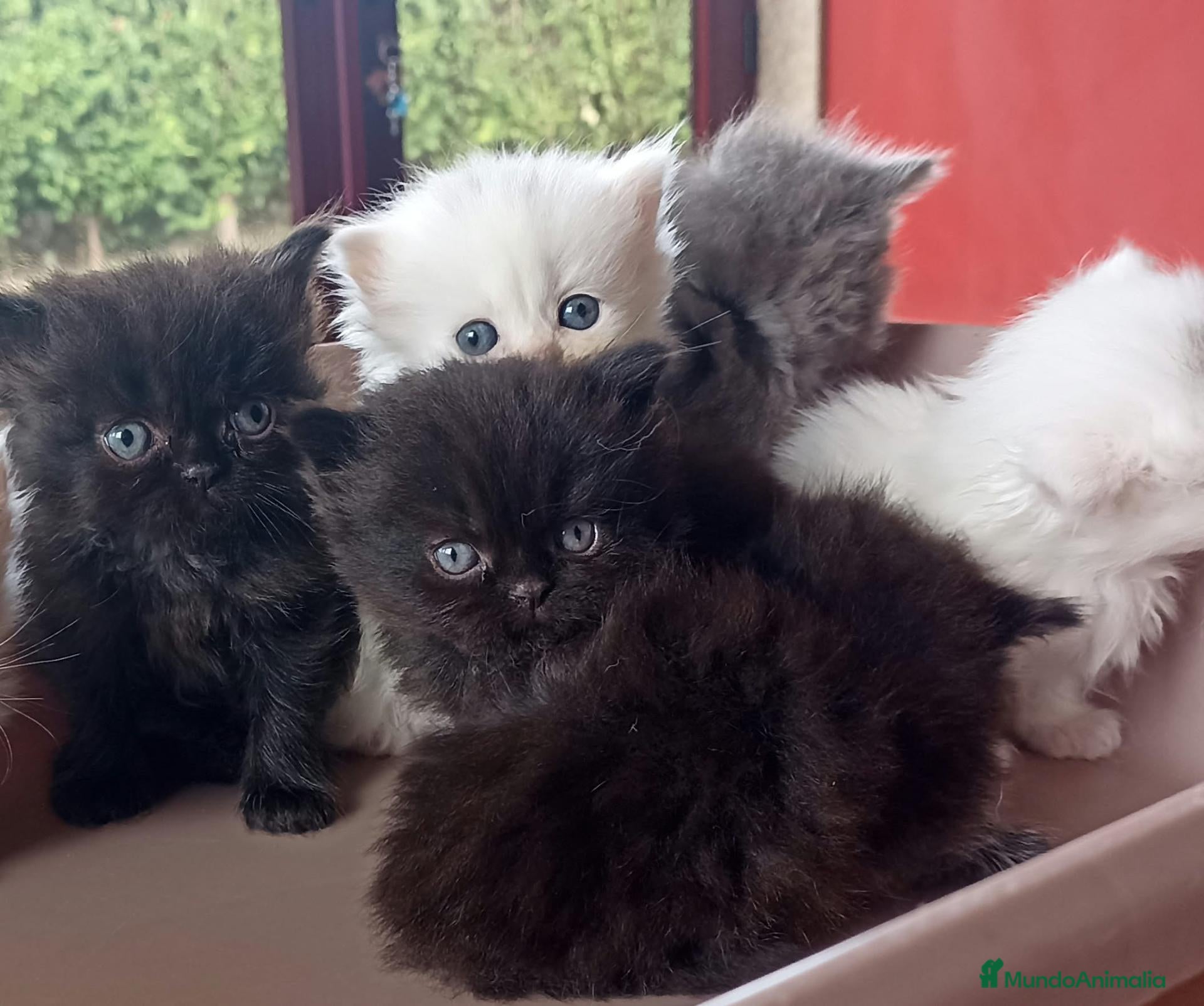 Persa gatos Persas  - Anuncio 15