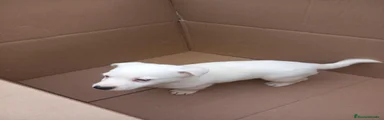 Jack Russell Terrier 1