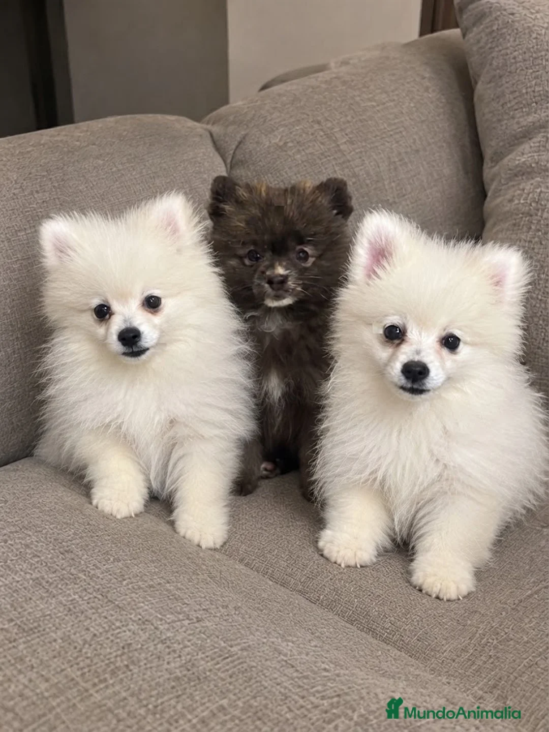 Pomerania perros en venta: Pomeranias disponibles🐻 en Murcia - Anuncio 1