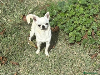 Chihuahua perros Chihuahua Macho toy blanco. - Anuncio 1