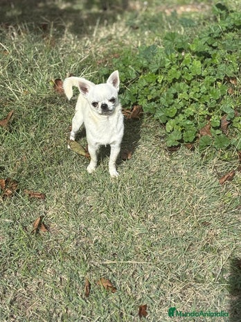 Chihuahua perros Chihuahua Macho toy blanco. - Anuncio 3
