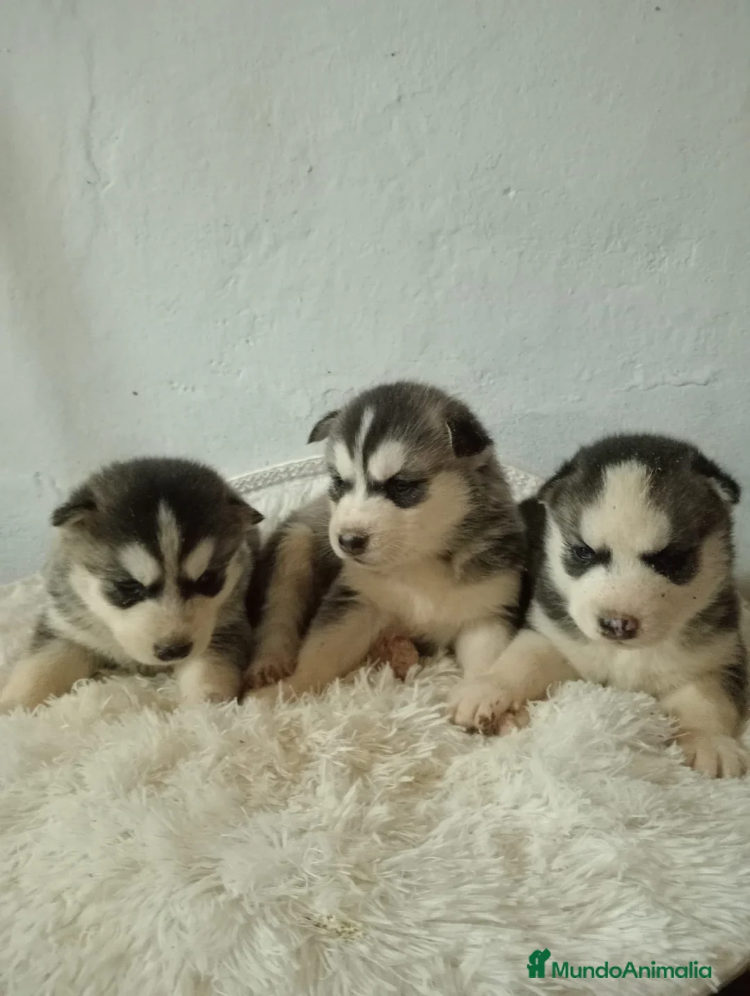 Husky Siberiano perros en venta: Husky siberiano  - Anuncio 7