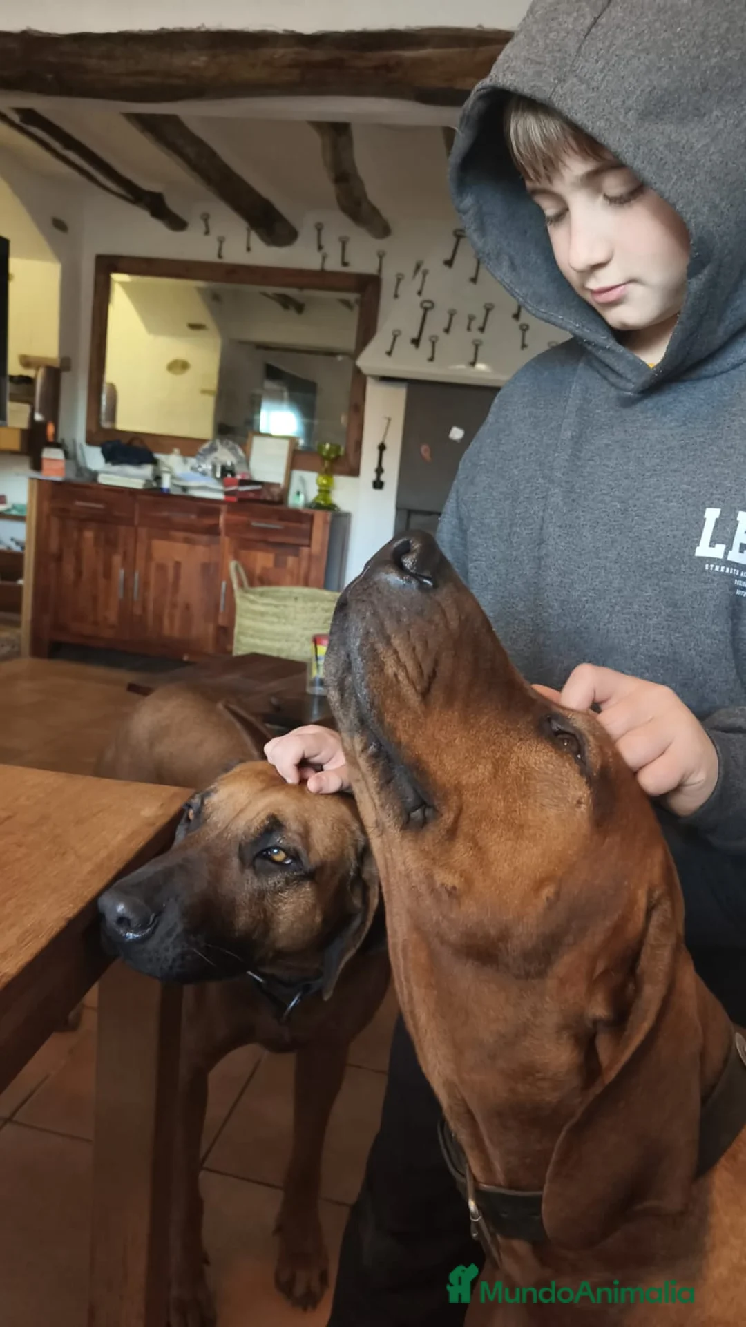 Rhodesian Ridgeback perros en venta: Rodhesian Ridgeback cachorros - Anuncio 10