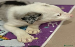 Border Collie perros en venta: Border collie  - Imagen 20