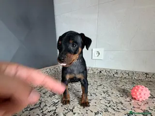 Pinscher Miniatura perros MINI PINSCHER - Anuncio 2