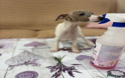 Pequeño Lebrel Italiano perros en venta: Lebrel italiano  - Imagen 4