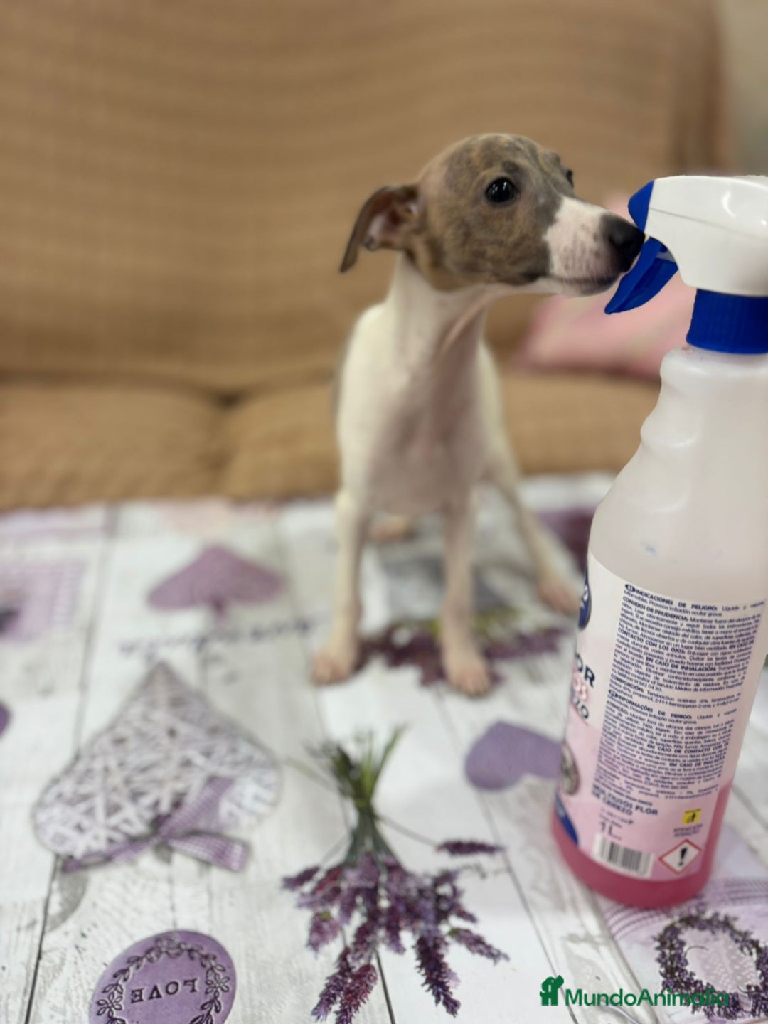 Pequeño Lebrel Italiano perros en venta: Lebrel italiano  - Imagen 4