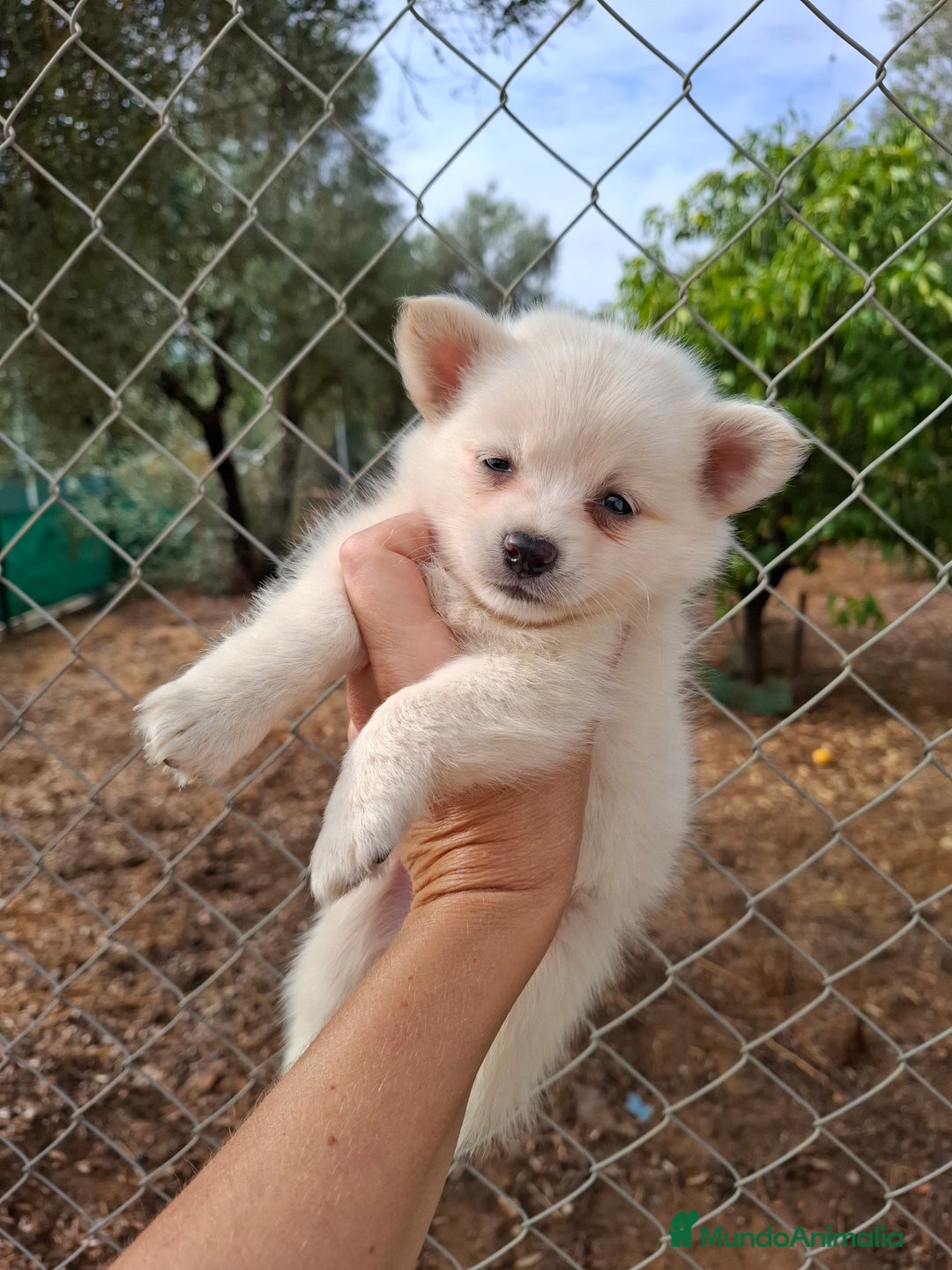 Pomchi perros en venta: Pomchis espectaculares - Imagen 6