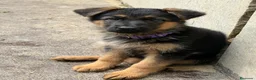 Pastor Alemán perros en venta: Cachorros pastor alemán Pedigree excelente  - Anuncio 22
