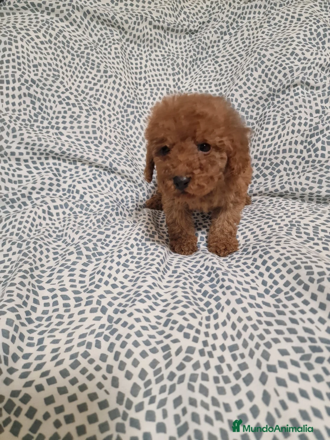 Caniche Toy perros en venta: Cachorritos Caniche Toy - Anuncio 1