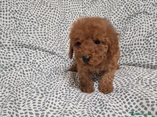 Caniche Toy perros Cachorritos Caniche Toy - Anuncio 1