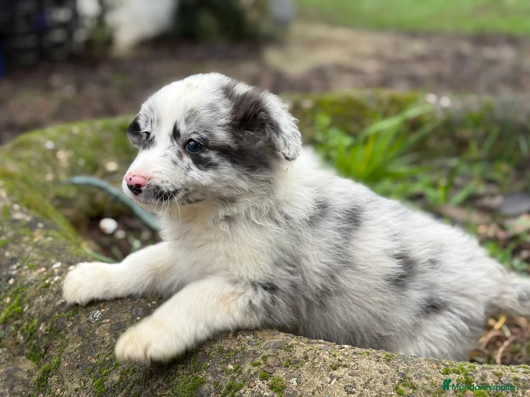 Border Collie perros en venta: 🐾 Preciosos Border Collie con pedigree 🐾 - Anuncio 11