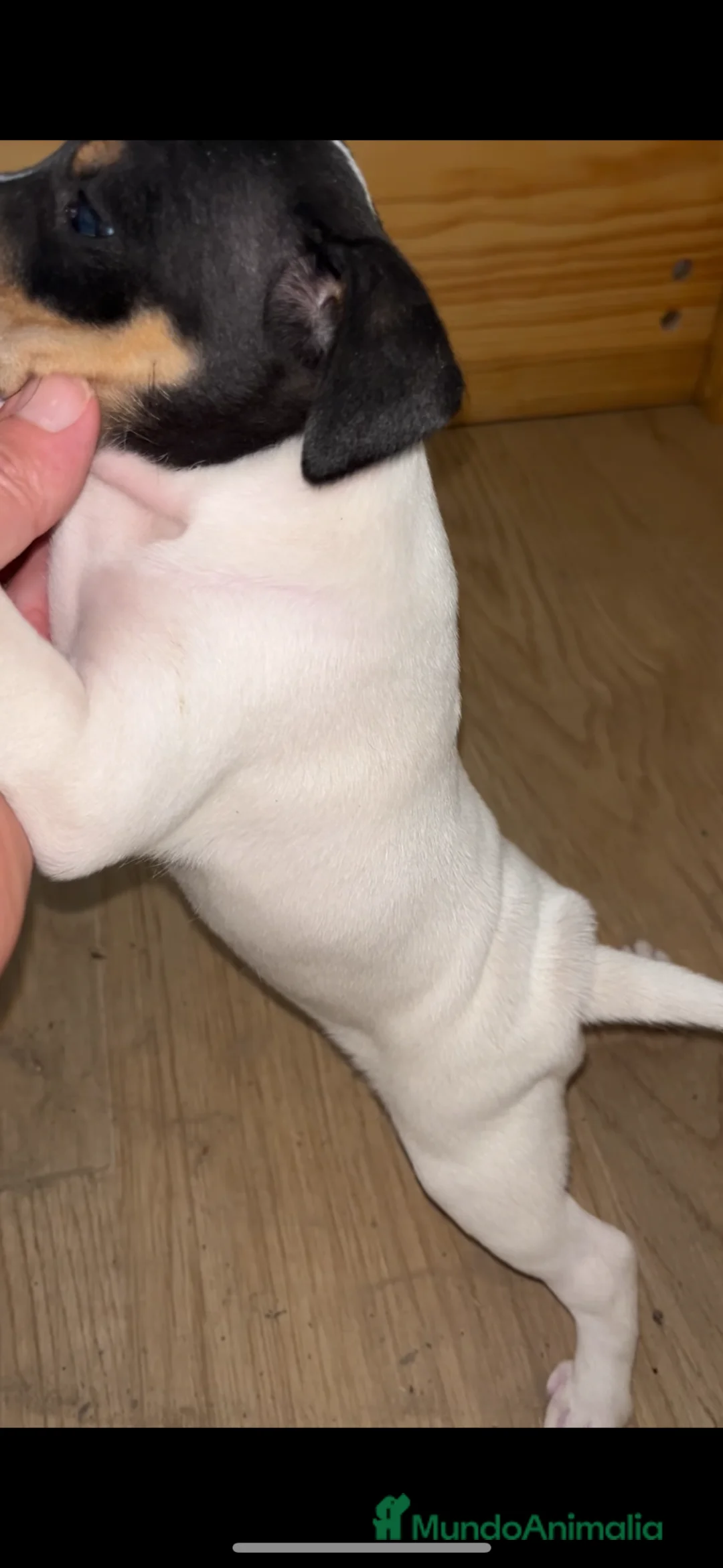 Ratonero Bodeguero Andaluz perros en venta: Ratonero bodeguero andaluz  - Anuncio 6