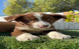 Border Collie perros en venta: BORDER COLLIE MACHO - Anuncio 18