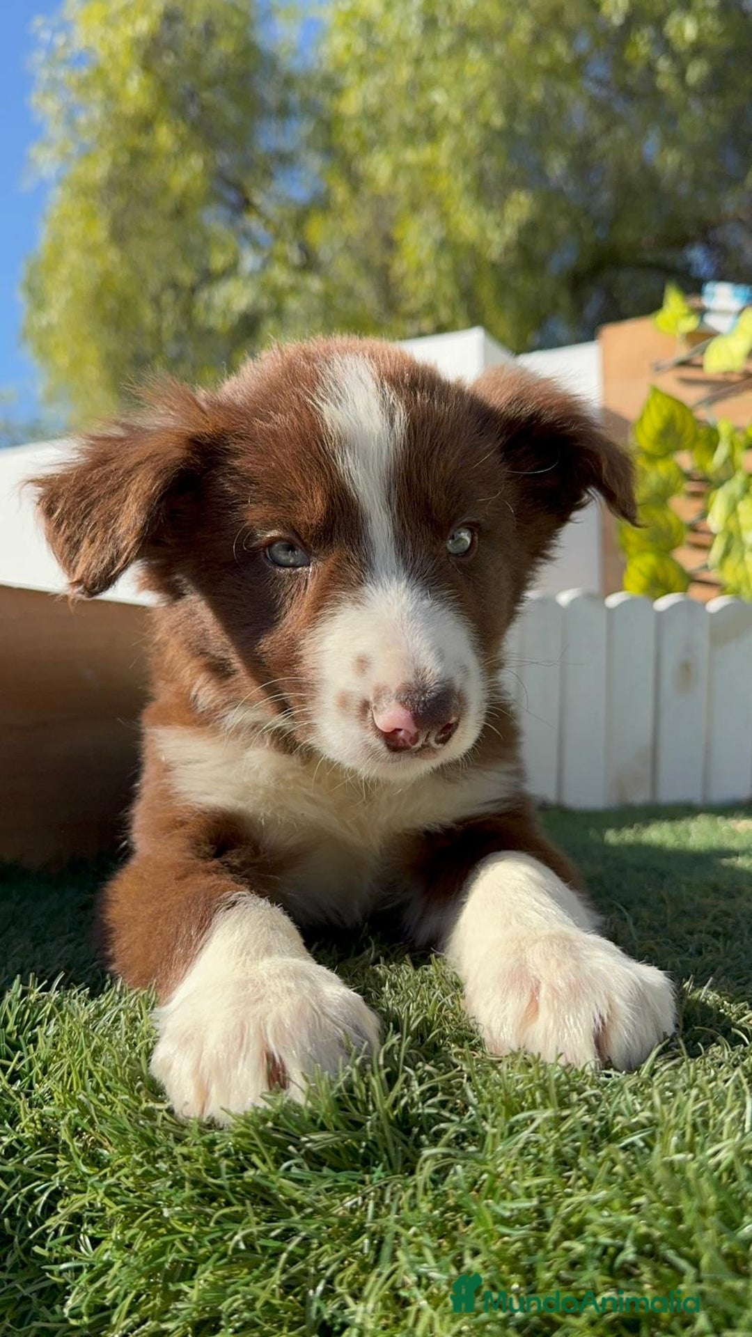 Border Collie perros en venta: BORDER COLLIE MACHO - Anuncio 18