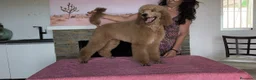 Caniche Gigante perros en venta: Caniches gigantes  - Anuncio 1