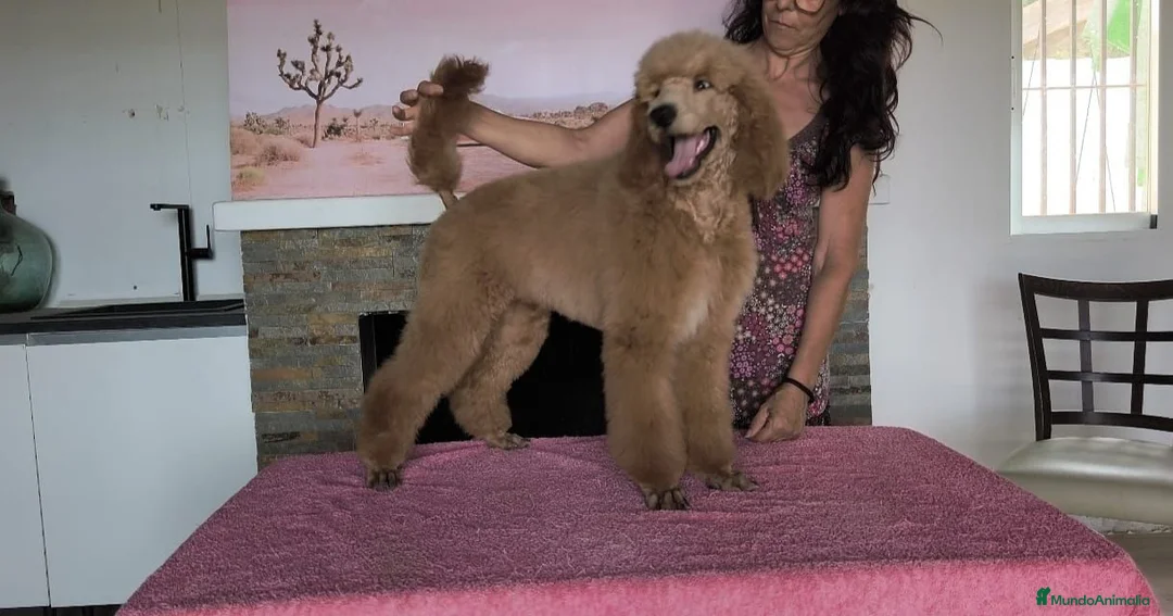 Caniche Gigante perros en venta: Caniches gigantes  - Anuncio 1