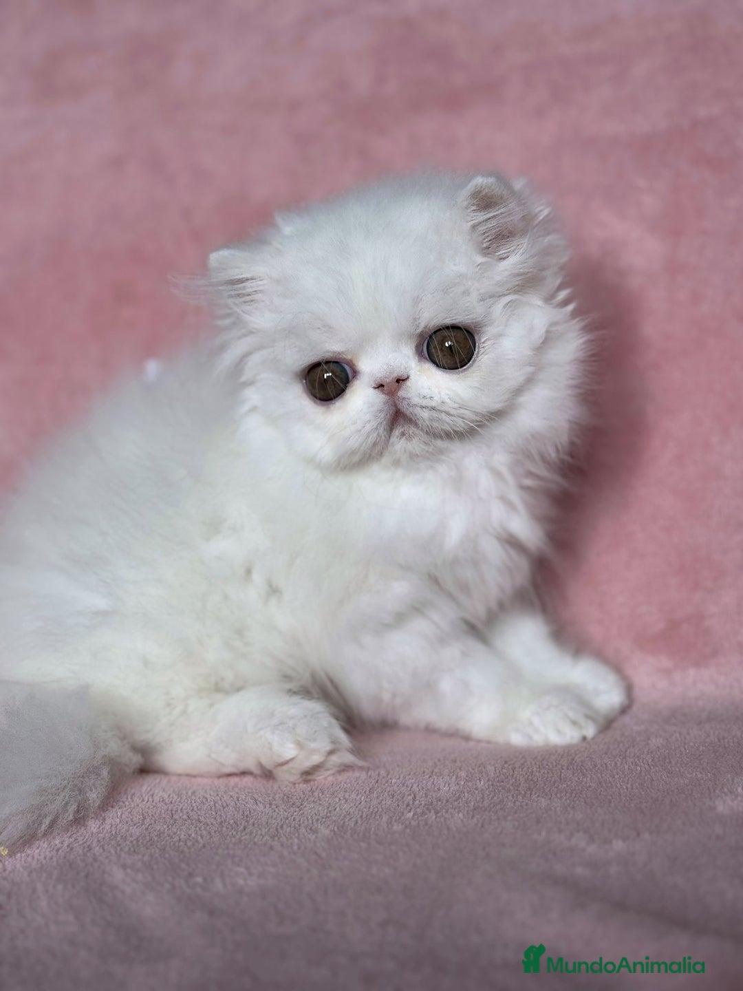 Persa gatos en venta: Persas blancos - Imagen 6