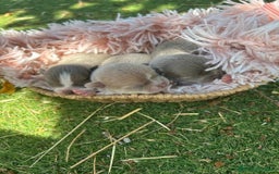 Chihuahua perros en venta: Chihuahua top del Valle  - Imagen 1