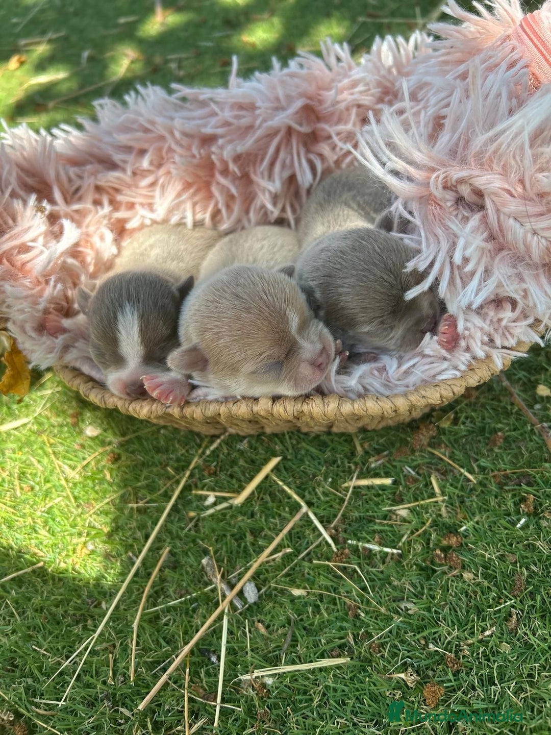 Chihuahua perros en venta: Chihuahua top del Valle  - Imagen 1
