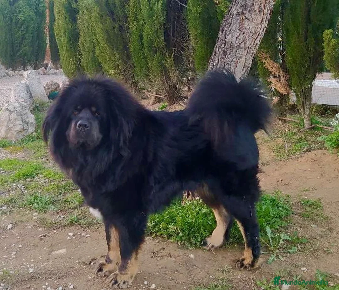 Dogo del Tíbet perros en venta: Dogo del Tíbet o Mastín Tibetano  - Anuncio 2