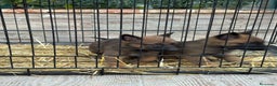 Pastor Belga Malinois perros en venta: Cachorros Malinois  - Anuncio 11