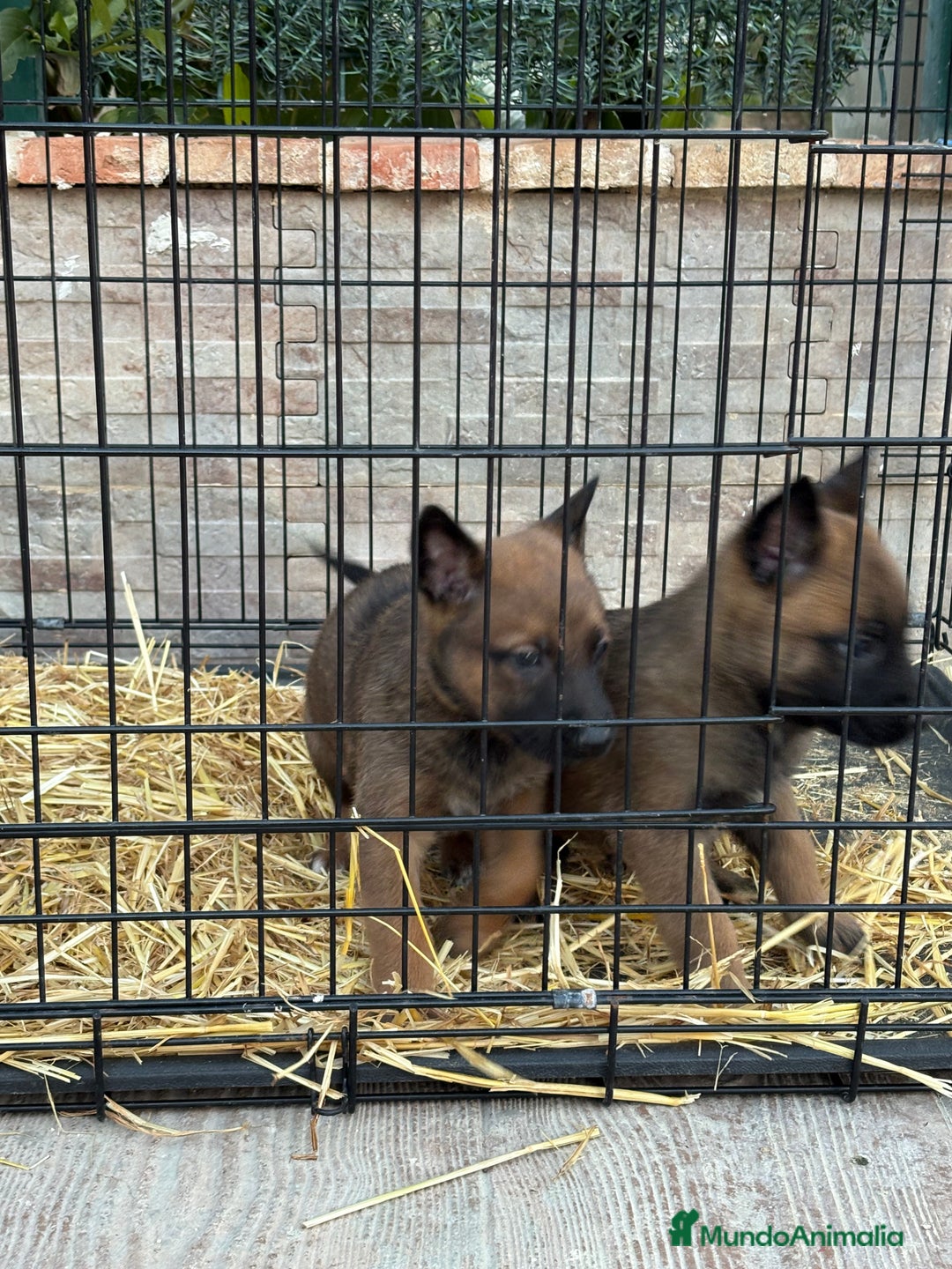 Pastor Belga Malinois perros en venta: Cachorros Malinois  - Anuncio 11