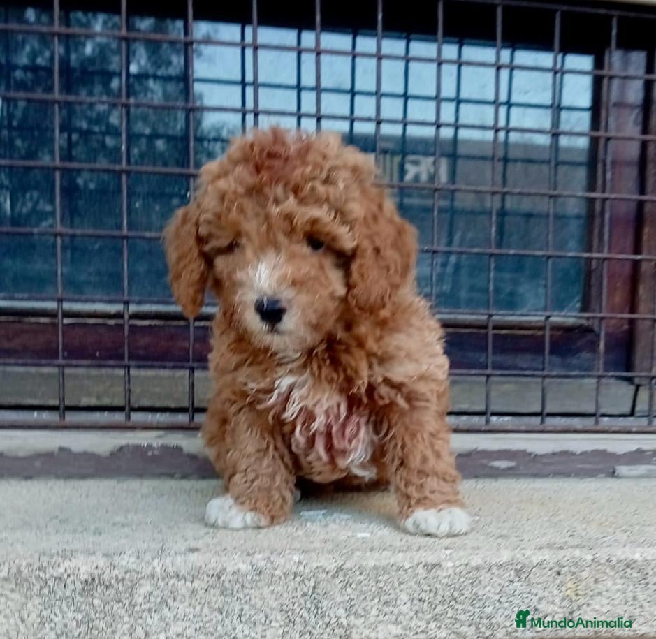 Caniche Toy perros Caniche - Anuncio 5